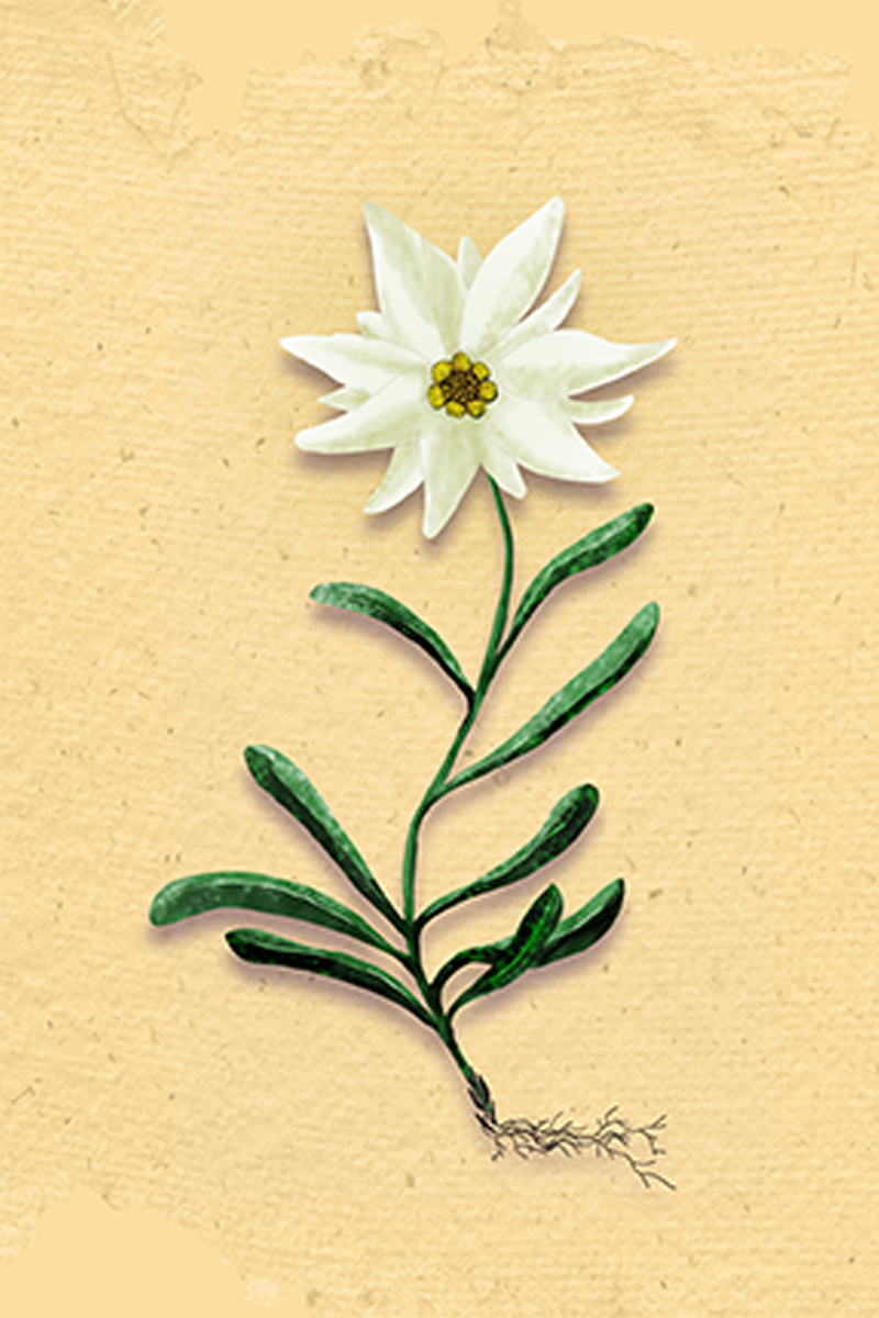Illustration du milieu rocheux de l'edelweiss