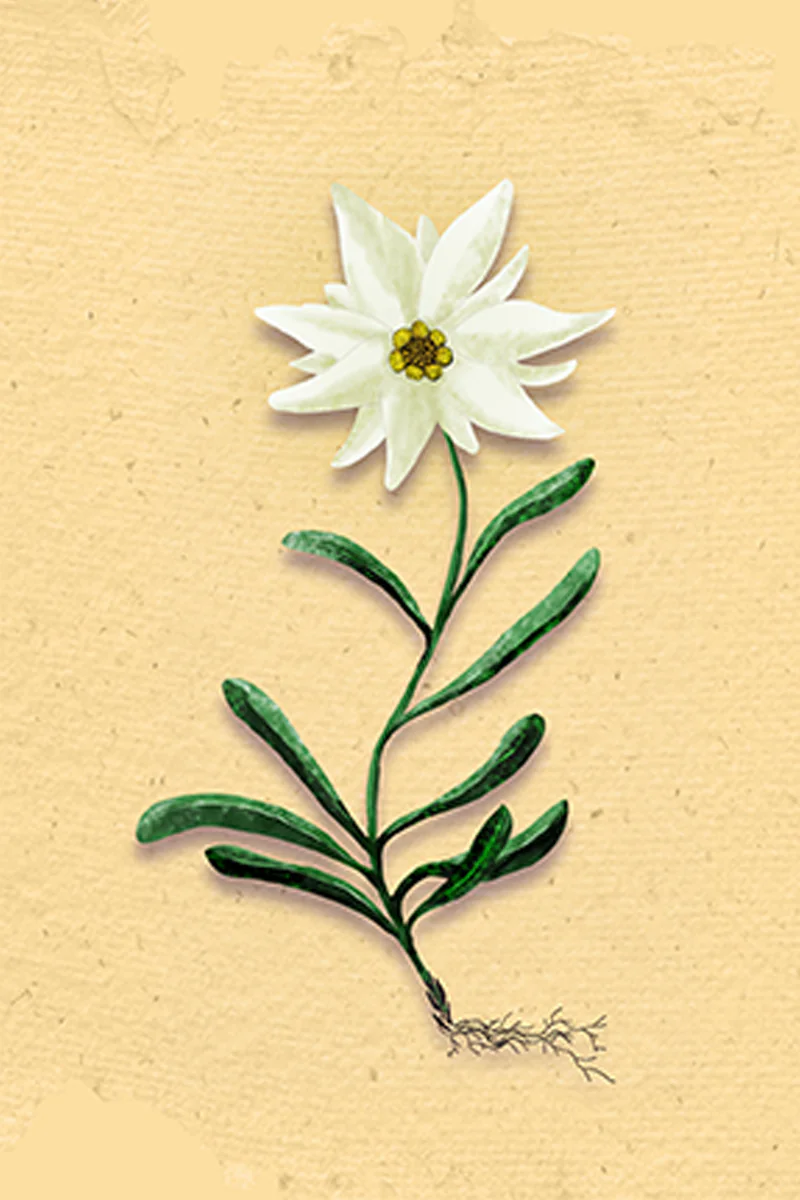 Illustration du milieu rocheux de l'edelweiss