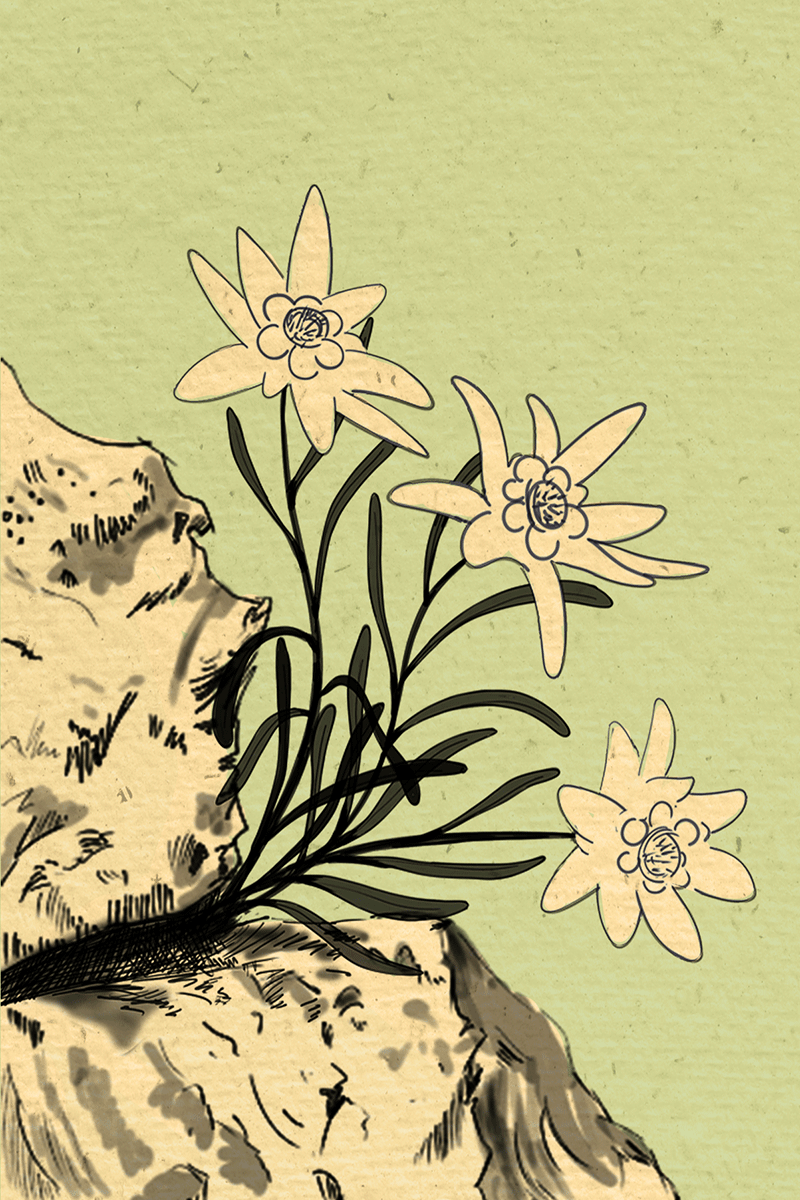 Étude botanique de l'edelweiss