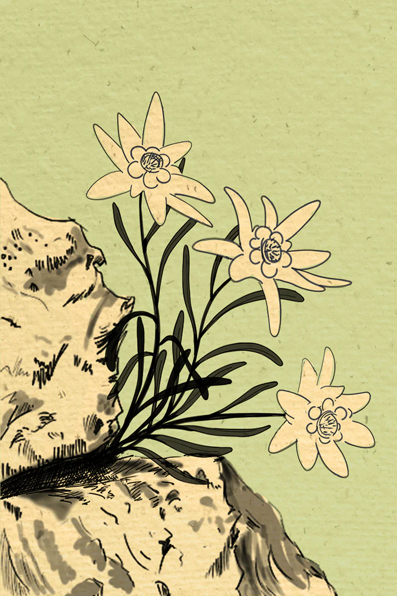 Étude botanique de l'edelweiss