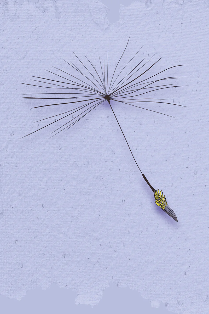 Détail scientifique de l'akène de l'edelweiss