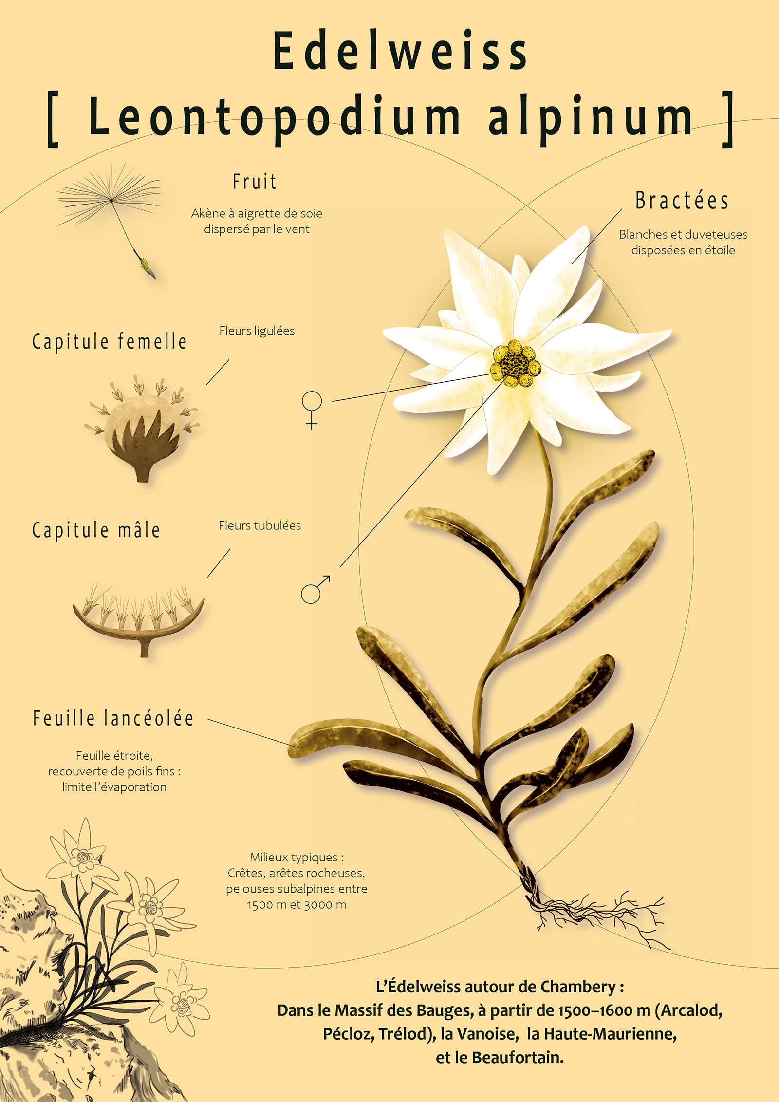 Planche botanique complète Edelweiss