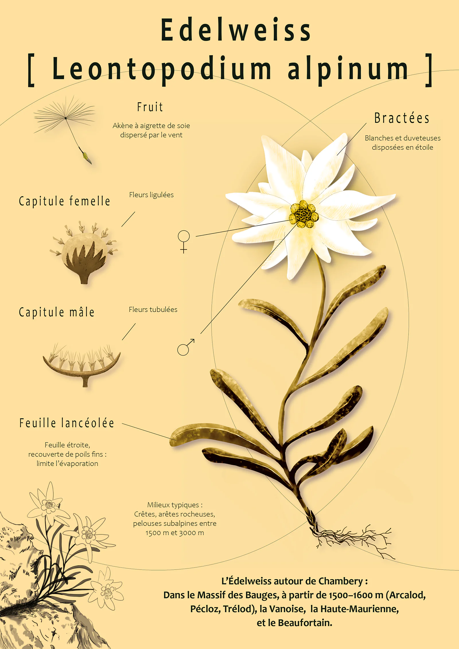 Planche botanique complète Edelweiss
